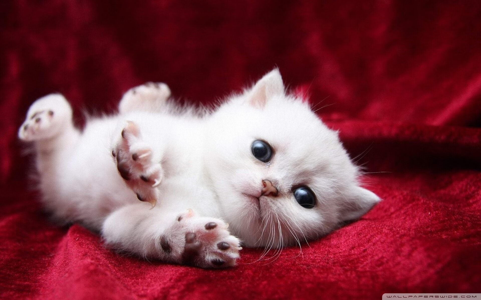 一周热评五大体坛争议事件盘点，体坛大事记