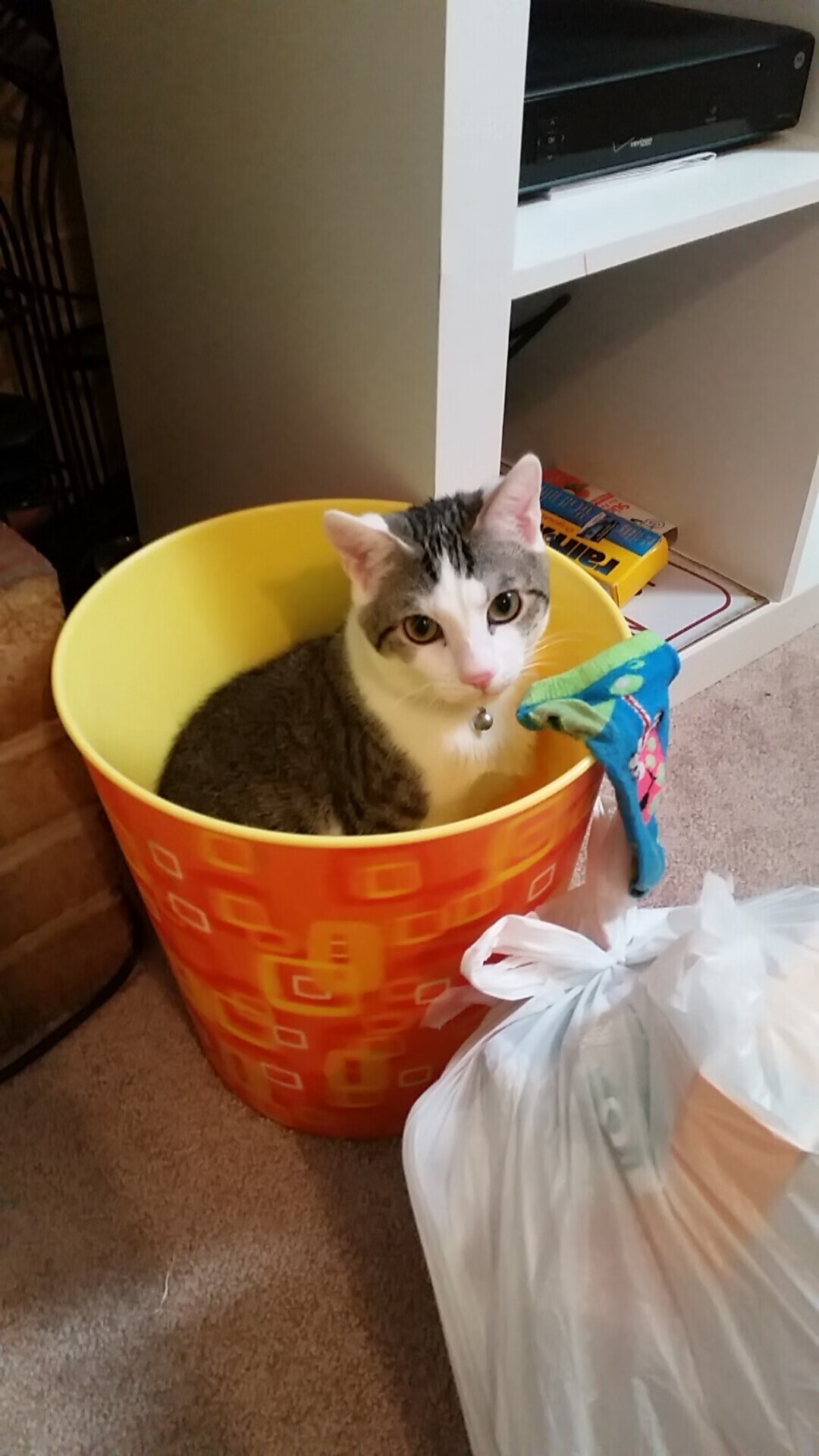 乐鱼体育网址-东亚杯国足夺冠 球迷情绪达到顶点，东亚杯男足比赛时间